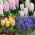 Hyacint-slægten - MIX - pakke med 3 stk - Hyacinthus