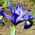 Iris-slægten (Iris × hollandica) - Saphire Beauty - pakke med 10 stk