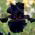 Iris germanica Black Night - bebawang / umbi / akar