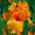 Iris - naranja - Iris germanica