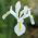 Lis (Iris × hollandica) - White Excelsior - pakket van 10 stuks