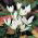 Crocus Ochroleucus - 10 bulbs