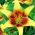 Лилия Азиатская - Latvia - - Lilium Asiatic Latvia