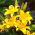 Lirios Asiático Amarillo - Lilium Asiatic White