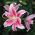 Lilijas Mona Lisa - Lilium oriental hybridum Mona Lisa