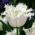 Tulipa Swan Wings - Tulip Swan Wings - 5 bulbs