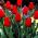 Tulipán Hollandia - csomag 5 darab - Tulipa Hollandia