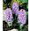 Hyacinthus orientalis - Amethyst - pacchetto di 3 pezzi -  Hyacinthus orientalis
