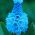 Muscari azureum - Grape Hyacinth azureum - 10 bulbs