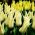 Tulipa Sapporo - Tulipán Sapporo - 5 květinové cibule - Tulipa Saporro