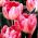 Tulipa Upstar - Tulip Upstar - 5 bulbs