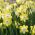 Narcissus Pipit - Daffodil Pipit - 5 bulbs