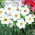 Narcissus Actaea - Daffodil Actaea - 5 bulbs