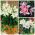Dwarf oriental lily - Pilihan bunga pot aromatik - 15 pcs - 