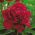Paeonia, Peony Madame Gaaudichau