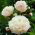 Peonijas - Shirley Temple - Paeonia