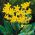 Pagoda Erythronium - Pagoda Gigi Anjing - 2 lampu