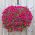 Hangende bloemenmand met kokosvezelmat - 40 cm - 