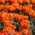Tulipa Orange Princess - Tulip Orange Princess - 5 bulbs