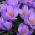 Crocus Grand Maitre - 10 bulbs