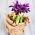 Våriris - Purple Gem - paket med 10 stycken - Iris reticulata
