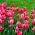 Tulipa Van Eijk - Tulip Van Eijk - 5 bulbs