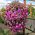 Cesta colgante de flores con esterilla de fibra de coco - 35 cm - 