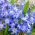 Chionodoxa forbesii - blå - pakke med 10 stk