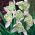 Galanthus nivalis - Flore Pleno - paquet de 3 pièces