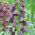 Fritillaria persica