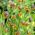Bunga Michael Uva Vulpis - Lisie Grono - paket besar! - 100 pcs; Fritillary Michailovski - 