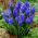 Muscari - Armeniacum - paquete de 10 piezas