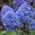 Muscari Blue Spike - Grape Hyacinth Blue Spike - 10 bulbs