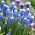 Aucher - Eloy szőlő-jácint - Muscari Mount Hood - nagy csomag! - 100 db.