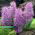 Muscari Plumosum - Grape Hyacinth Plumosum - 5 bulbs