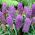 Schopfige Traubenhyazinthe - Muscari Plumosum - große Packung! - 100 Stück