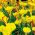 Oxalis, Sauerklee Golden Cape - 2 Zwiebeln
