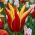 Tulipa Aladdin - Tulip Aladdin - 5 bulbs