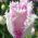 Cardul Tulipa Aria - Cardul Tulip Aria - 5 bulbi - Tulipa Aria Card