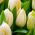 Tulipa Lemon Giant - Tulip Lemon Giant - 5 bulbs