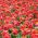 Tulipa Miami Sunset - Tulip Miami Sunset - 5 bulbs