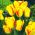 Tulipa Outbreak - paquete de 5 piezas