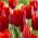 Tulipa Bastogne - Tulip Bastogne - 5 bulbs