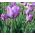 Tulipa Blue Aimable - paquete de 5 piezas