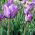 Tulipa Blue Aimable - paquete de 5 piezas