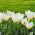 Tulp Concerto - pakend 5 tk - Tulipa Concerto