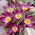 チューリップイースタンスター - チューリップイースタンスター -  5球根 - Tulipa Eastern Star