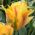 Tulipa Golden Artist - Tulip Golden Artist - 5 bulbs