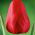 Tulipa Ile de France - Tulip Ile de France - 5 bulbs