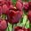 Tulipa Jan Reus - Tulip Jan Reus - 5 bulbi